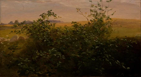 Hedge with blackberry